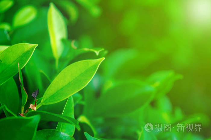 浅绿色树叶的特写镜头是突出的叶子的自然外观是一个美丽的壁纸或背景