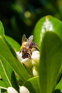 白花蜂在采集花粉上的特写