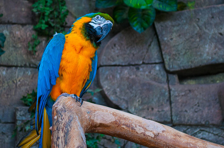 蓝黄金刚鹦鹉。美丽的鹦鹉鹦鹉在树分支反对丛林背景