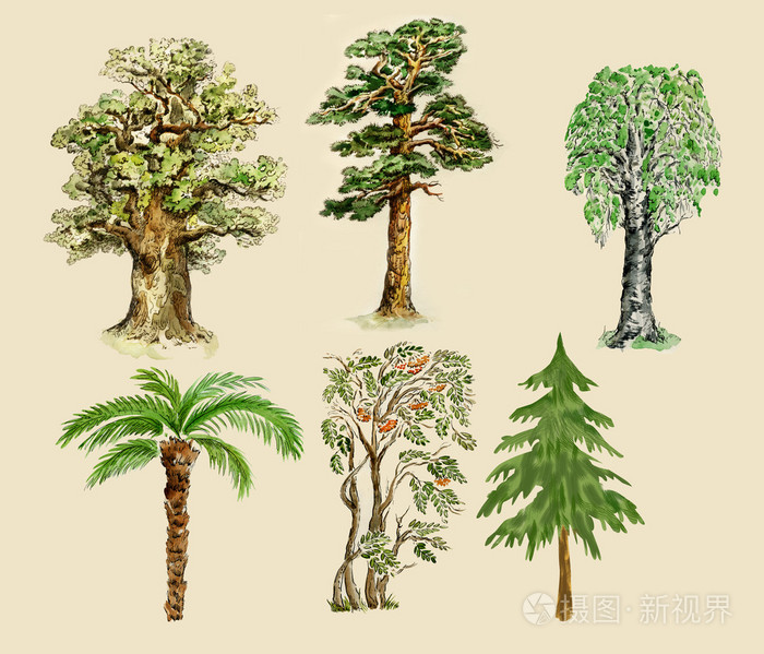 树木的插图画以复古的方式