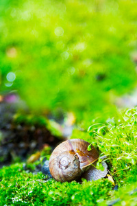 在春天绿草履带蜗牛