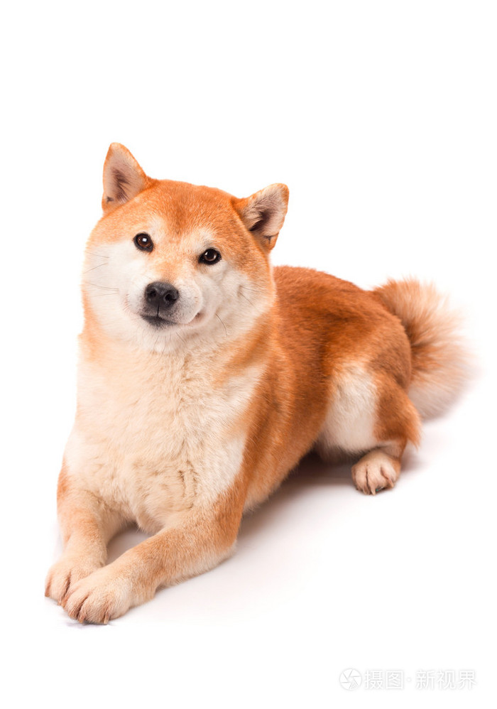 柴犬坐在白色的背景照片 正版商用图片09cfiv 摄图新视界