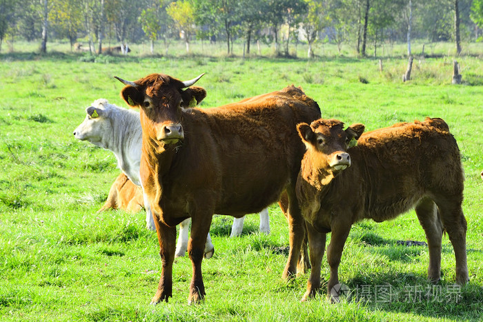 美丽的母牛和公牛在绿色的田野