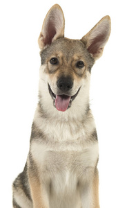 tamaskan 杂交小狗的肖像看着在白色背景与嘴打开的相机