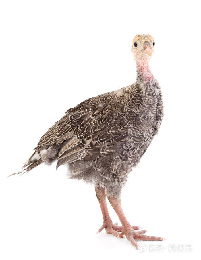 白色背景的幼火鸡鸟照片-正版商用图片09cgkc-摄图新视界