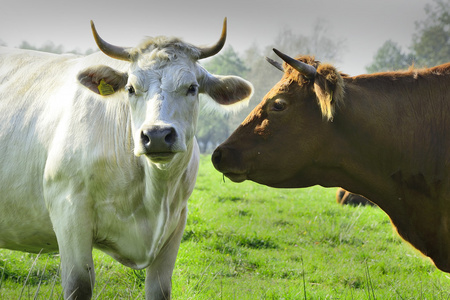 公牛和母牛图片