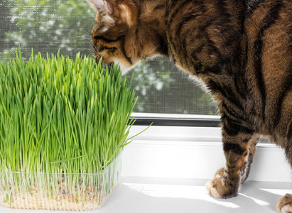 在夏日阳光明媚的日子里, 家养的猫在窗台上吃青草