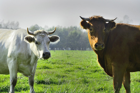 美丽的母牛和公牛在绿色的田野