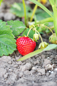 成熟的红色草莓在夏天的花园