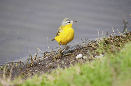 黄色鹡鸰。西部黄鹡鸰, Motacilla 韧带, 是一个小鸣禽在鹡鸰家庭 Motacillidae, 印度