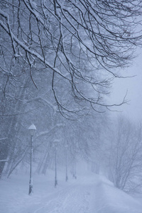 冬季公园的傍晚布满了积雪, 有一排灯和一条引领的小路。前景上的树分支