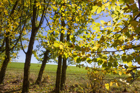 10月, 在德国斯图加特和慕尼黑的城市附近, 阳光透过树叶和秋天森林和田野的树木而闪耀