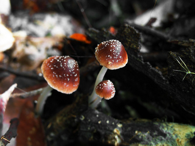 秋季真菌群随着苔藓