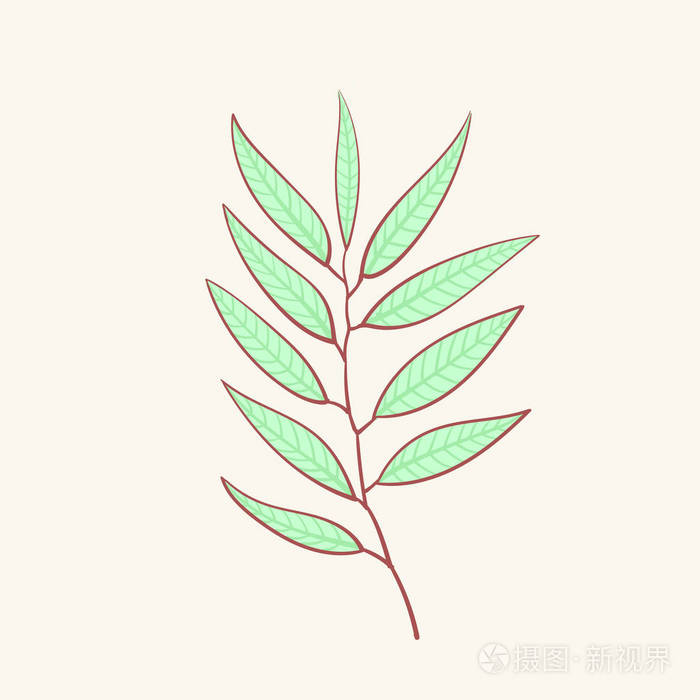 桉树, 蓝 agonis 百里香芦笋, 草本, 花