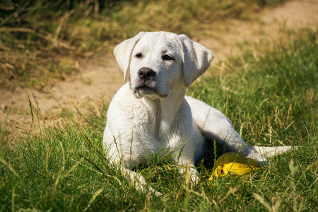 年轻可爱的白色拉布拉多猎犬犬狗与漂亮的脸户外