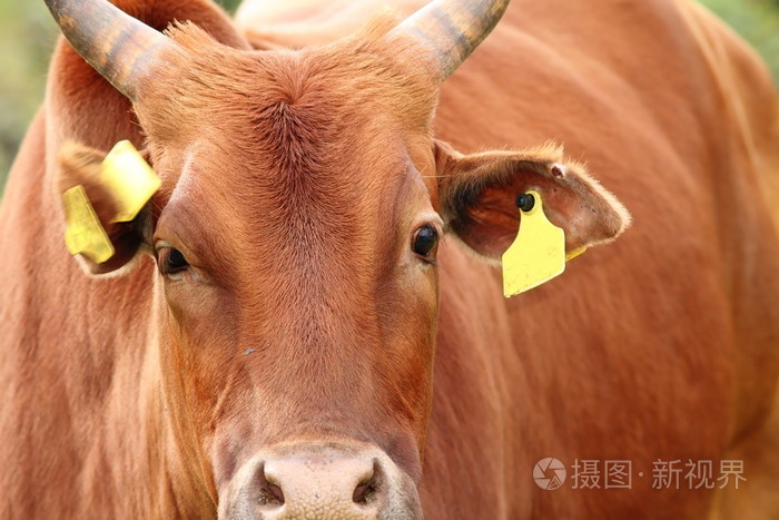 大的瘤牛的肖像
