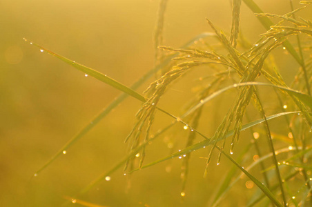 在清晨的绿色季节, 稻田的露珠和米饭的叶子与日出. 具有良好环境概念的稻田