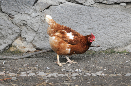 波兰的母鸡关于农村的母鸡照片
