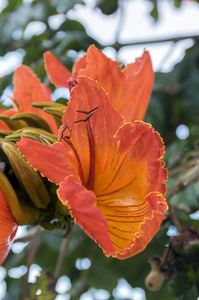 Spathodea 樱花也叫 africal tuliptree, 树上有美丽的红铃花, 郁金香形