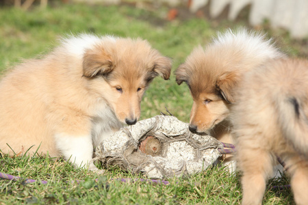 华丽的苏格兰牧羊犬幼犬