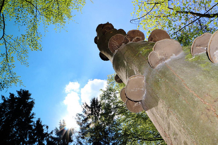 在秃树上生长的真菌, 在荷兰拍摄的图片, 州德伦特