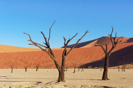 树木和景观的死谷看似沙漠，纳米比亚