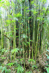 竹厂