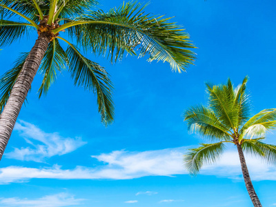 美丽的热带海滩和海与椰子棕榈树为旅行和假期