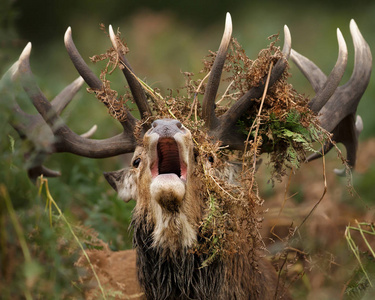 英国, 在车辙季节, 一只红鹿在鹿角上披着蕨类植物的咆哮