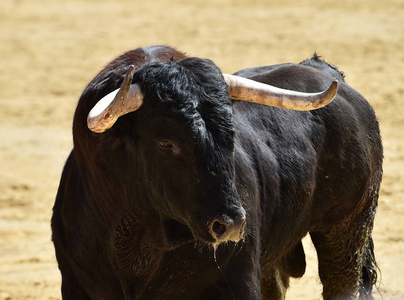 在西班牙的公牛跑在斗牛照片