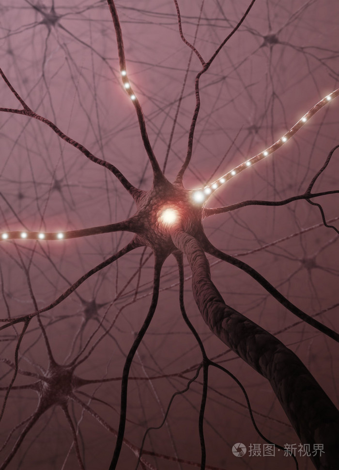 大脑与神经系统和神经元