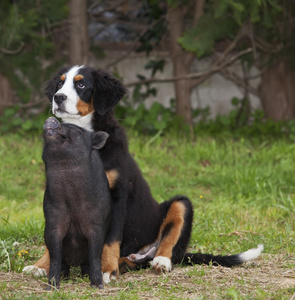 小狗和小狗猪朋友照片