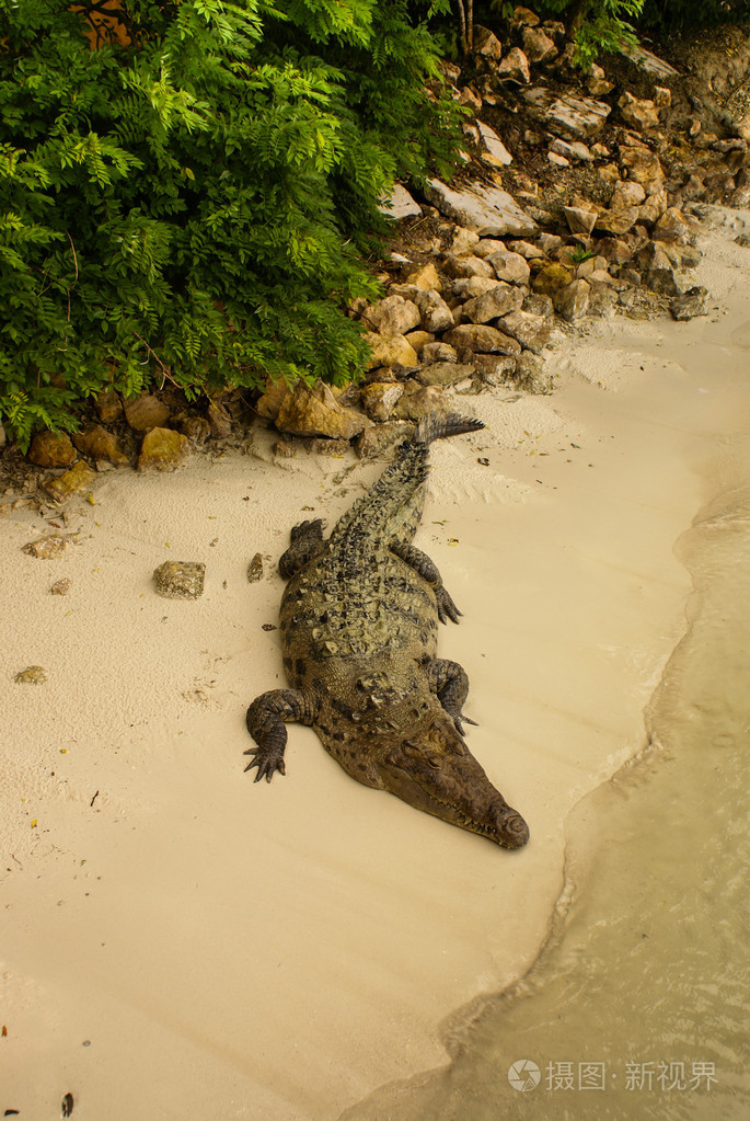 野生动物沐浴在阳光里哥伦比亚的鳄鱼