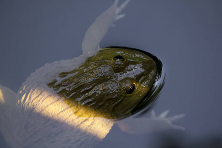 漂浮在水中的青蛙照片