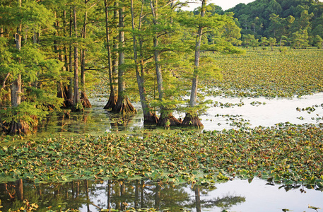 Reelfoot 湖Reelfoot 湖州立公园的倒影