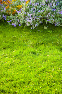 绿色的草坪和花床与蓝色的花朵。美丽的夏日花园