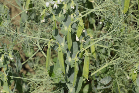 绿豌豆在田里。在田里种植豌豆。豌豆茎和豆荚