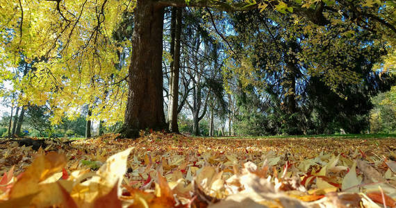 秋天公园里的大枫树