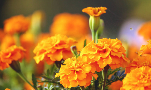 橘黄色的万寿菊的特写万寿菊, 各种花卉丰富的深橙色, 象征健康长寿