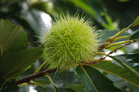 青刺果油树上有树叶的青栗子果照片