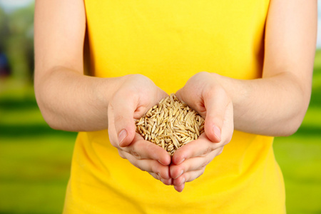 小麦籽粒中女性手上自然背景