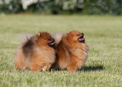 公园里玩两博美犬施皮茨