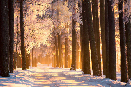 冬天。在阳光下森林里的霜冻树。冬季景观。五颜六色的冬季森林