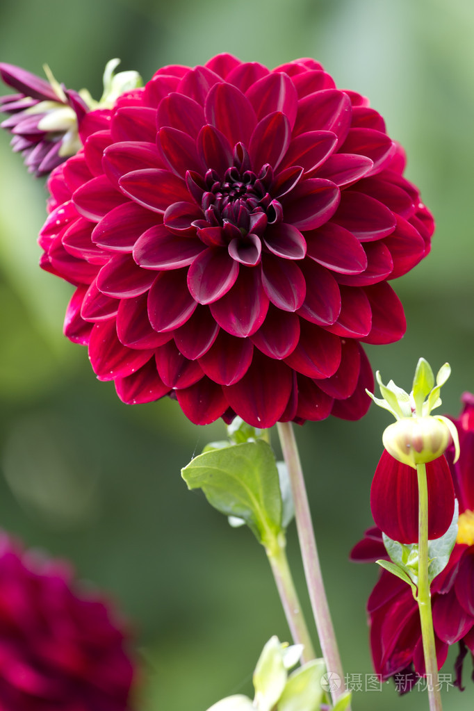 勃艮第的大丽花花