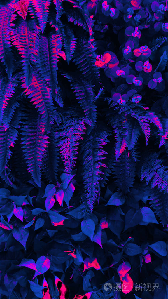 热带叶子森林发光在黑光背景高对比度