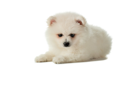 狗奶博美犬小狗躺在白色的背景和目标孤立的奶白色照片