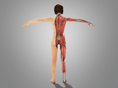 女性身体解剖学为书在层数 3d ilustration 在灰色