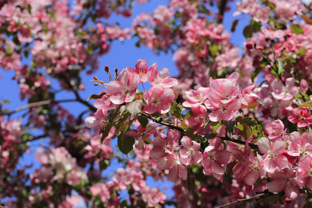 在蓝天背景下, 有美丽粉红色花朵的春苹果树枝