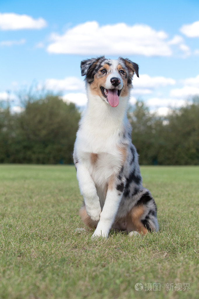 纯种狗澳大利亚牧羊犬
