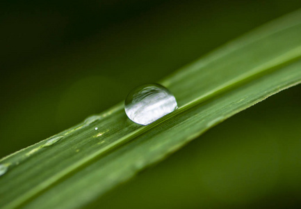 绿叶在雨后